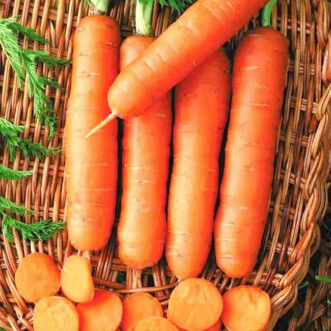Семена моркови «Нанте» от ССК «Поиск» — «Великолепная получается морковка. Я от неё в восторге.» | отзывы