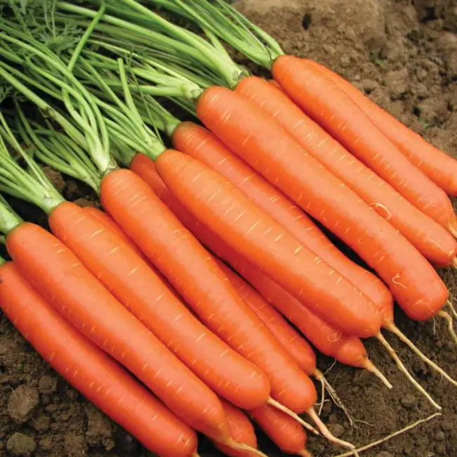 Сорт моркови Нантская 4