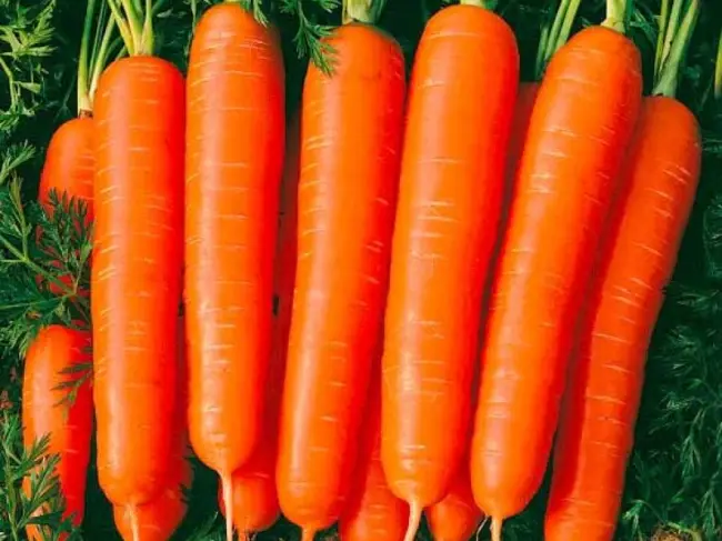 Морковь сорта Наполи F1 — особенности выращивания и ухода