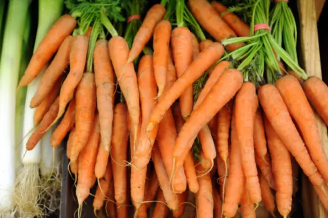 Морковь наутилус описание сорта