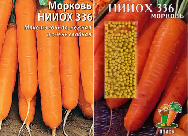 Среднеспелый сорт моркови Нииох 336