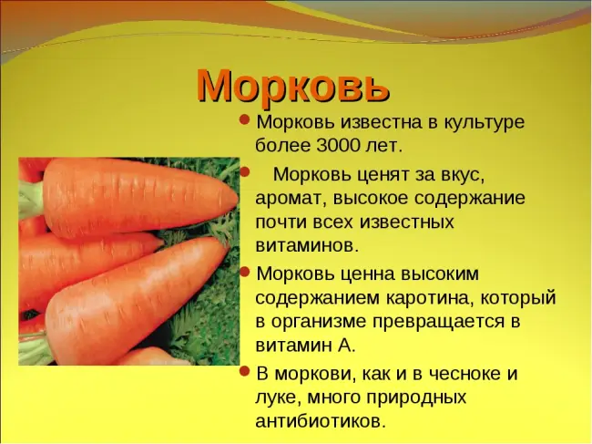 Морковь посевная 'Олимпус'
