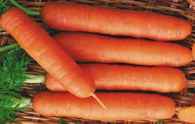 Морковь Осенний король: отзывы, фото, описание сорта, характеристика, достоинства и недостатки, особенности выращивания, урожайность