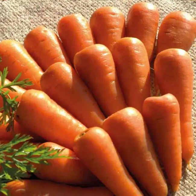 Морковь ройал форто описание сорта
