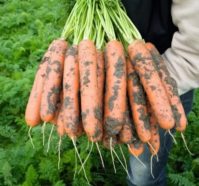 Морковь Романс F1: семена, описание сорта, цена — NEWAGRO.BY