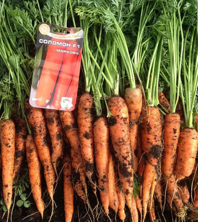 Какова характеристика сорта моркови Соломон F1? В чем заключаются особенности ее выращивания? Как уберечь культуру от проблем?