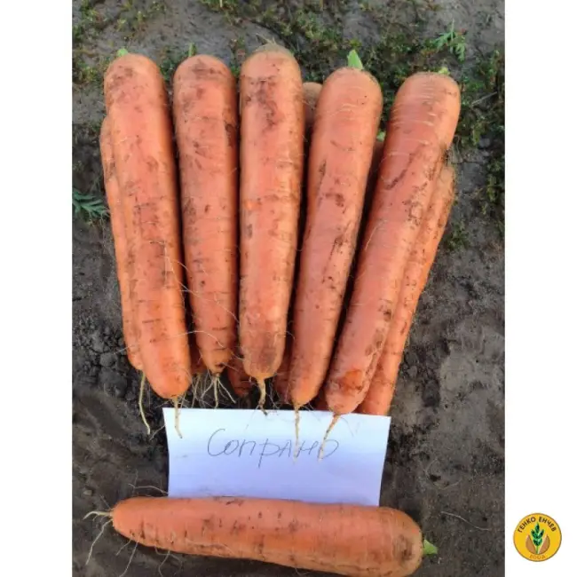 Морковь сопрано описание сорта