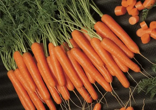 Морковь ТОТЕМ® от производителя . Срок созревания (группа спелости) культуры средний (среднеспелый).