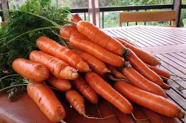 Амстердамский раннеспелый сорт моркови Тушон