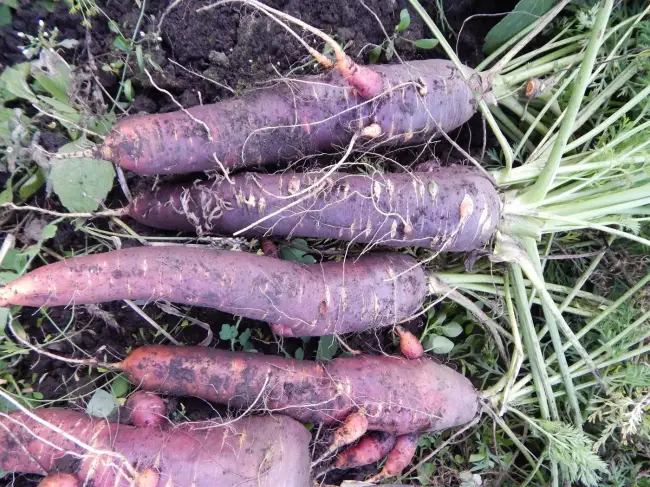 Фиолетовая морковь: характеристики, фото, сорта, выращивание, отзывы огородников