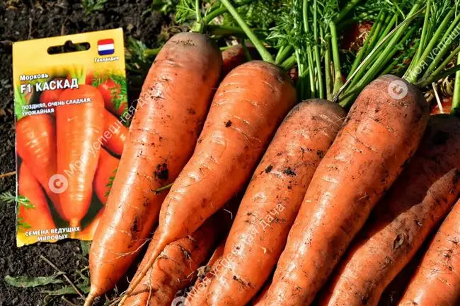 Морковь хруста описание сорта