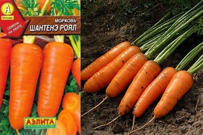 Морковь шантенэ королевская описание сорта — Морковь – одна из важных культур в моем огороде. Выращиваем мы её в больших количествах, т.к. она идет на