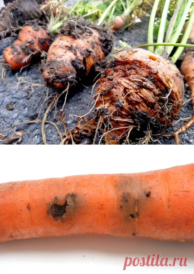 Морковь Ярославна: описание и характеристики сорта, правила посадки и выращивания