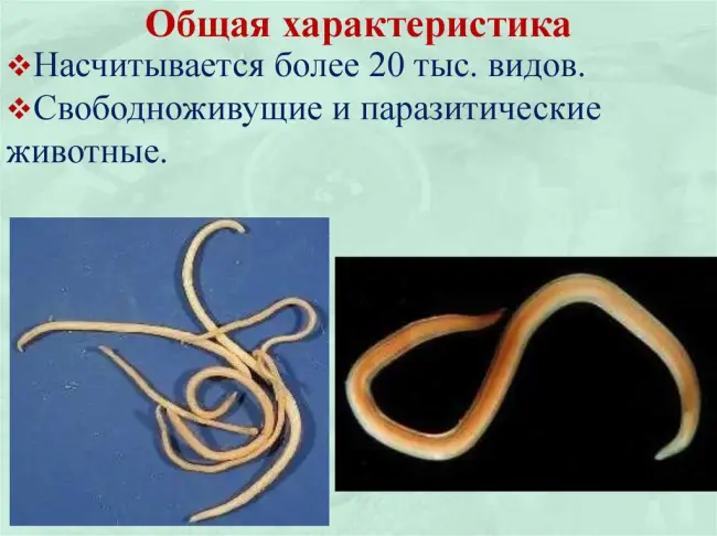Кормовые нематоды — это мелкие веретиновидные черви из родов Turbatrix, Panagrellus, Rabditis. Передвигаются, изгибаясь всем телом. Черви обитают во влажной