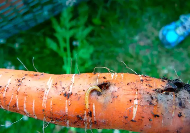 Эффективные средства против проволочника на грядках с морковью