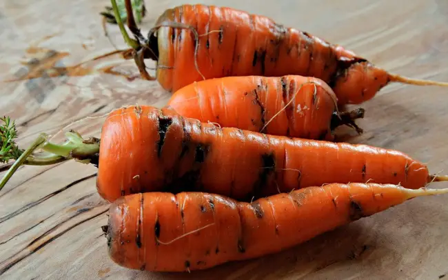 Ризоктониоз на моркови — Болезни моркови с фотографиями — лечение