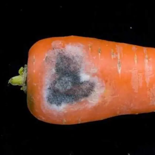 Серая гниль на моркови — Справочник основных болезней моркови с фотографиями, описанием и методами лечения