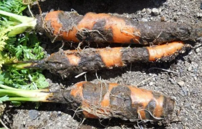 Болезни и вредители моркови на грядке и методы борьбы с ними: альтернариоз, фомоз и другие заболевания моркови, как бороться с проволочником на моркови, что делать, если появилась тля, причины плесени на моркови в хранилище.