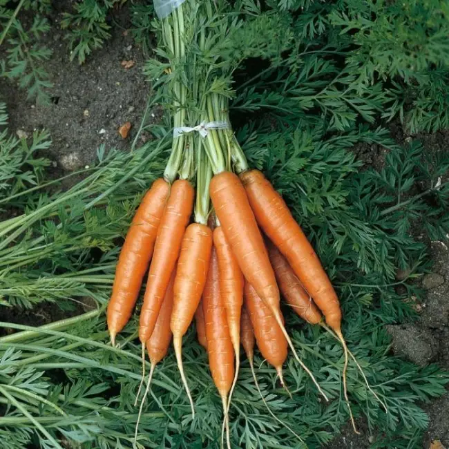 Церкоспороз на моркови — Болезни моркови — описание, лечение и фото | Супермаркет Семян