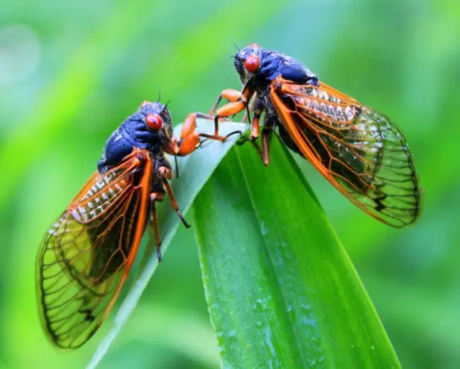 Опасно или нет насекомое цикада?