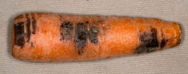 Проблема 1 морковь поражена гнилью | Здоровье | Селдон Новости