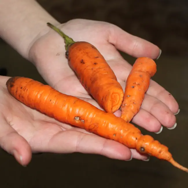 Черная пятнистость на моркови — Болезни моркови: фото, подробное описание и лечение
