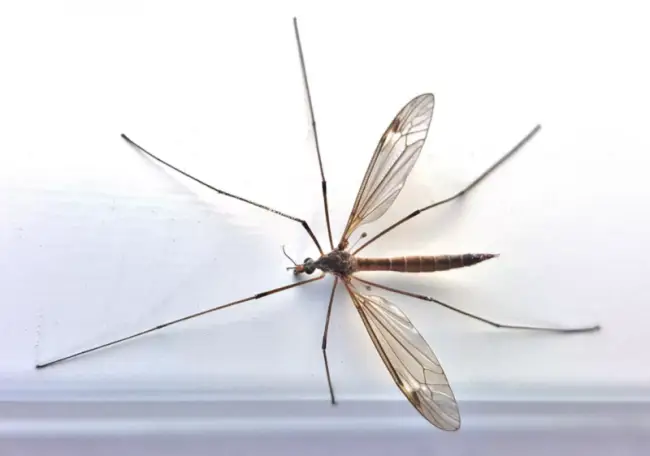 Комар-долгоножка — описание, как выглядит на фото, чем опасен, кусает ли он человека