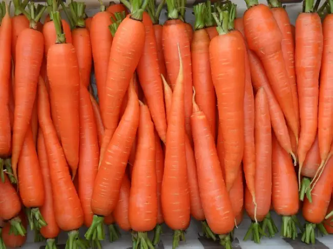 Морковь Дордонь – новый гибридный сорт, созданный компанией из Голландии. Высокая урожайность, морозоустойчивость, быстрая адаптация к любым условиям, высокие товарные и вкусовые качества, ранний срок созревания.