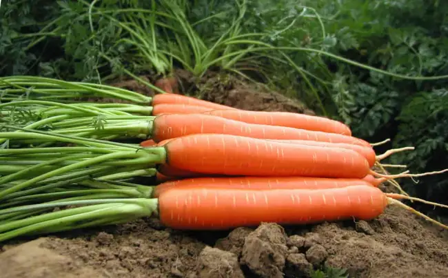 Морковь Рогнеда: описание и характеристики сорта, правила посадки и выращивания