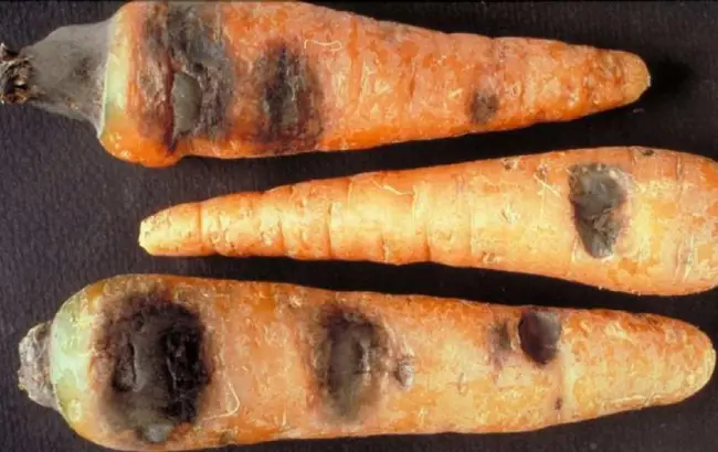 Сухая гниль на моркови — Болезни моркови — описание, лечение и фото | Супермаркет Семян