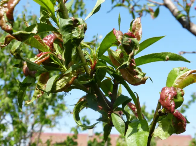 Рассказываем, с какими болезнями листьев у персика ты можешь столкнуться – их описания, фотографии и эффективные способы лечения!