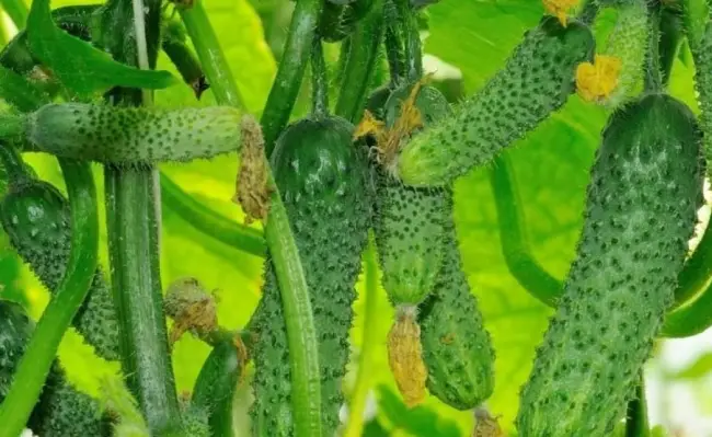 Отзыв: Семена огурца Гавриш «F1 Фасон» — стабильная урожайность,вкусные огурчики.