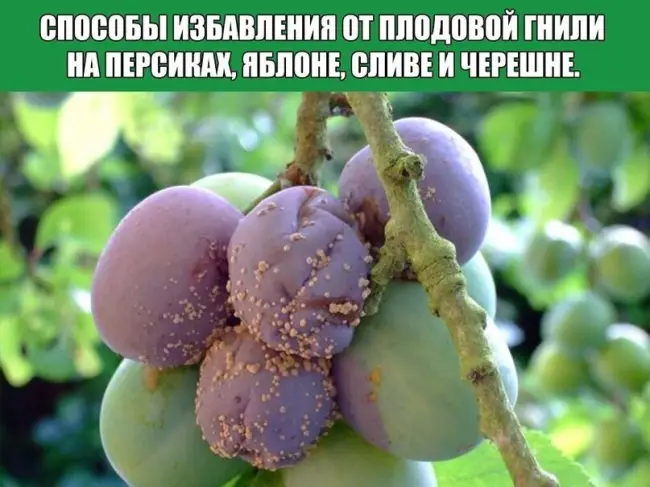 Серая плодовая гниль на нектарине — Болезни и вредители персика и меры борьбы с ними + фото и видео