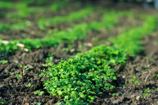 Горчица в саду и огороде — защита и питание растений