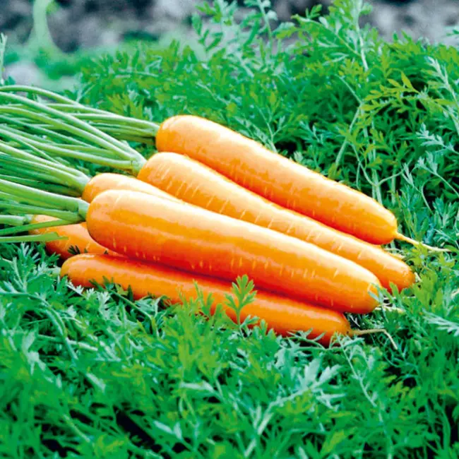 Болезни моркови: описание всех их видов с фото, лечение и профилактика, а также чем обработать овощи при борьбе с поражением во время выращивания и хранения? Русский фермер