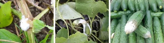 Белая гниль на подсолнухе — Болезни подсолнечника — Agrovesti.net | АПК