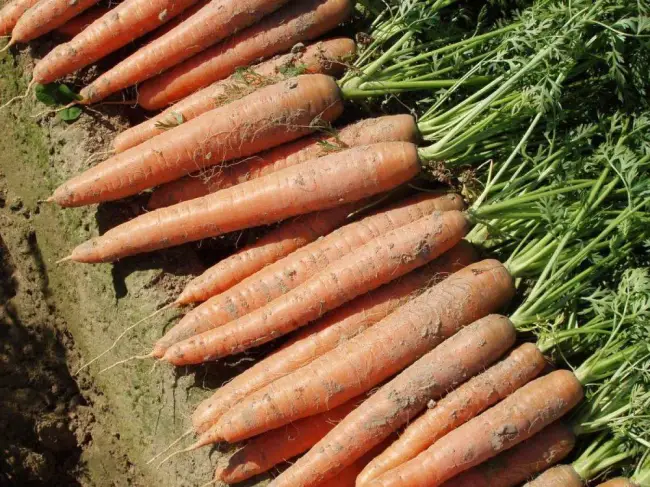 Морковь бангор описание сорта — Достоинства: вкусная и сочная | Недостатки: нет