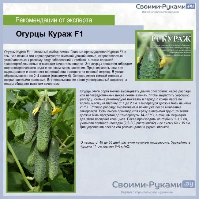 Огурцы Борисыч f1: отзывы и фотографии, описание сорта, посев и посадка, выращивание, опыление