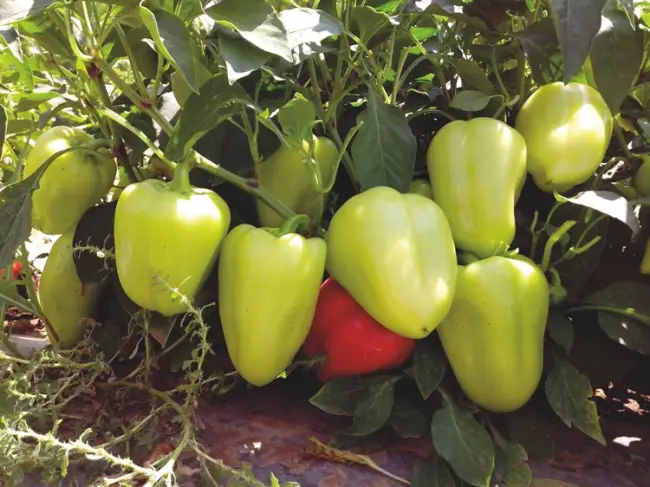 Перец анетта описание сорта — Опыт выращивания перцев от компании Энза Заден в Астрахини — YouTube