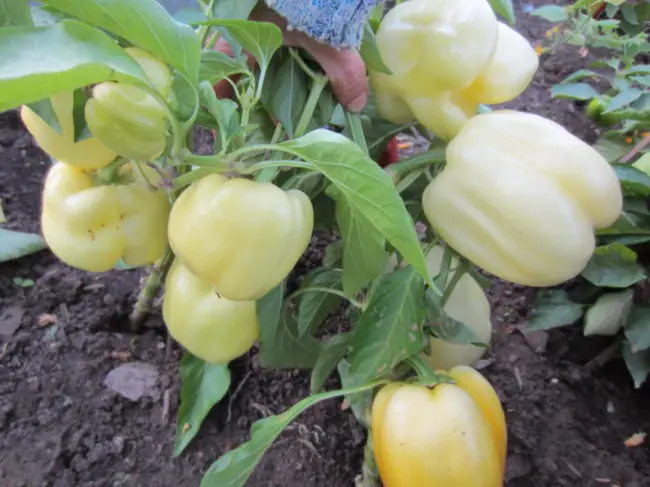 Стоит ли выращивать перец «Белое золото»: преимущества и недостатки сорта