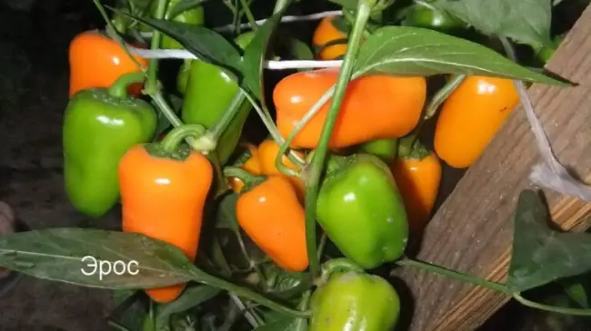 Перец сладкий Алеся — фото урожая, цены, отзывы и особенности выращивания