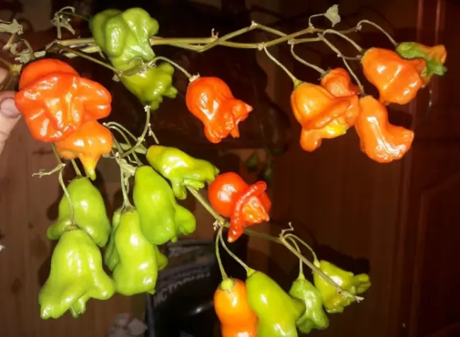 Особенности выращивания красного перца «Колокольчик»