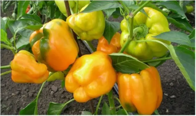 Перец Бугай: выращивание и особенность сорта