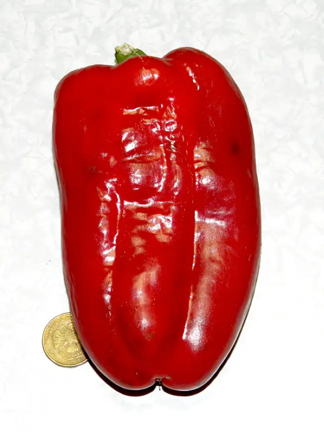 Сорт перца красный гигант f1: фото, отзывы, описание и характеристики