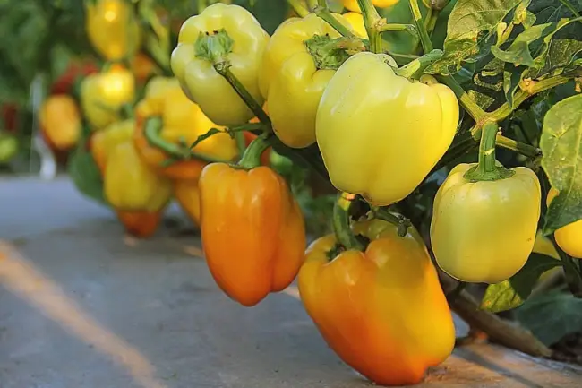 К ранним разновидностям относится сорт Марья. По описанию это урожайный перец с нарядными плодами ярко-оранжевой окраски.