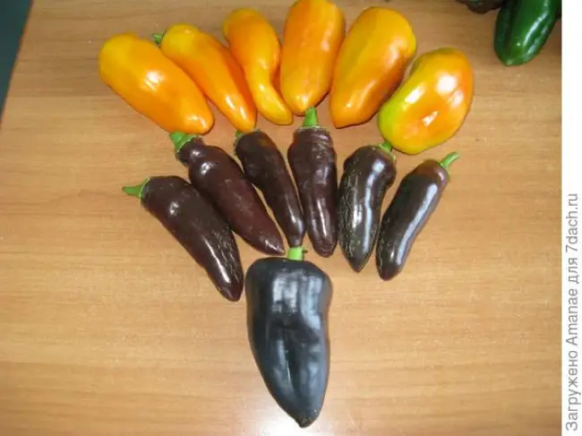 Фиолетовый перец: лучшие сорта с плодами необычного цвета, особенности выращивания болгарского сладкого синего овоща