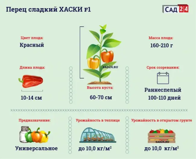 Обзор одного из выдающихся творений компании Энза Заден — сладкий перец Хаски F1. Узнайте описание и характеристики болгарского сорта, а также отзывы об урожайности и фото семян.