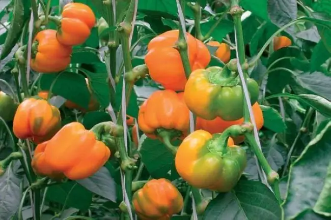 Перец Этюд: описание сорта, характеристика плодов, агротехника выращивания и ухода