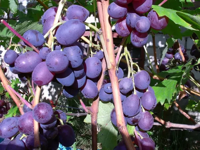 Сорт винограда юнкер фото и описание
