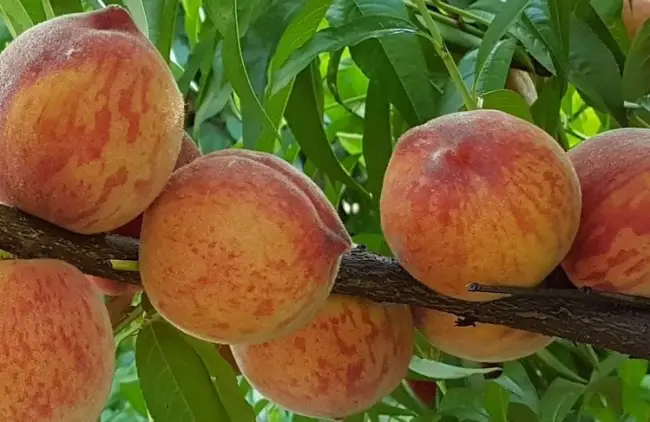 Персик 'Золотой юбилей'